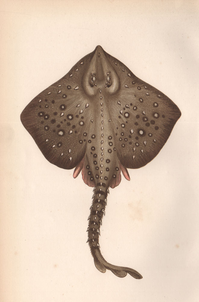 THORNBACK RAY. Thornback skate, Raja Clavata. COUCH. Fish 1862 old print